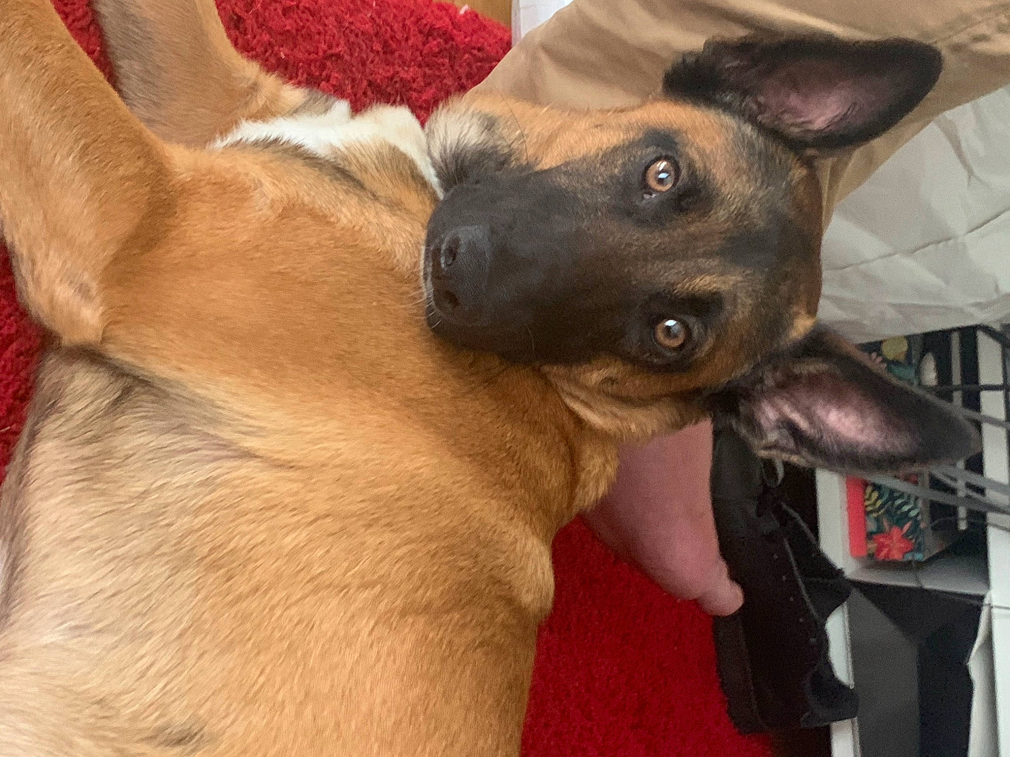 Pistache participe au concours pour gagner de l'argent avec cette photo : canidae, carnivore, collar, comfort, companion_dog, dog, dog_breed, dog_collar, ear, fawn, fur, guard_dog, liver, non_sporting_group, snout, sporting_group, toy_dog, whiskers, working_animal, working_dog