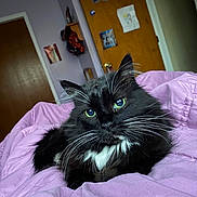 Julieanna joined the competition — help win amazing prizes! cat, black_cat, white_fur, green_eyes, pet, indoor, bedroom, blanket, purple_blanket, feline, whiskers, relaxed, cute, fur, domestic_animal, resting, cozy, door, wall, decorations