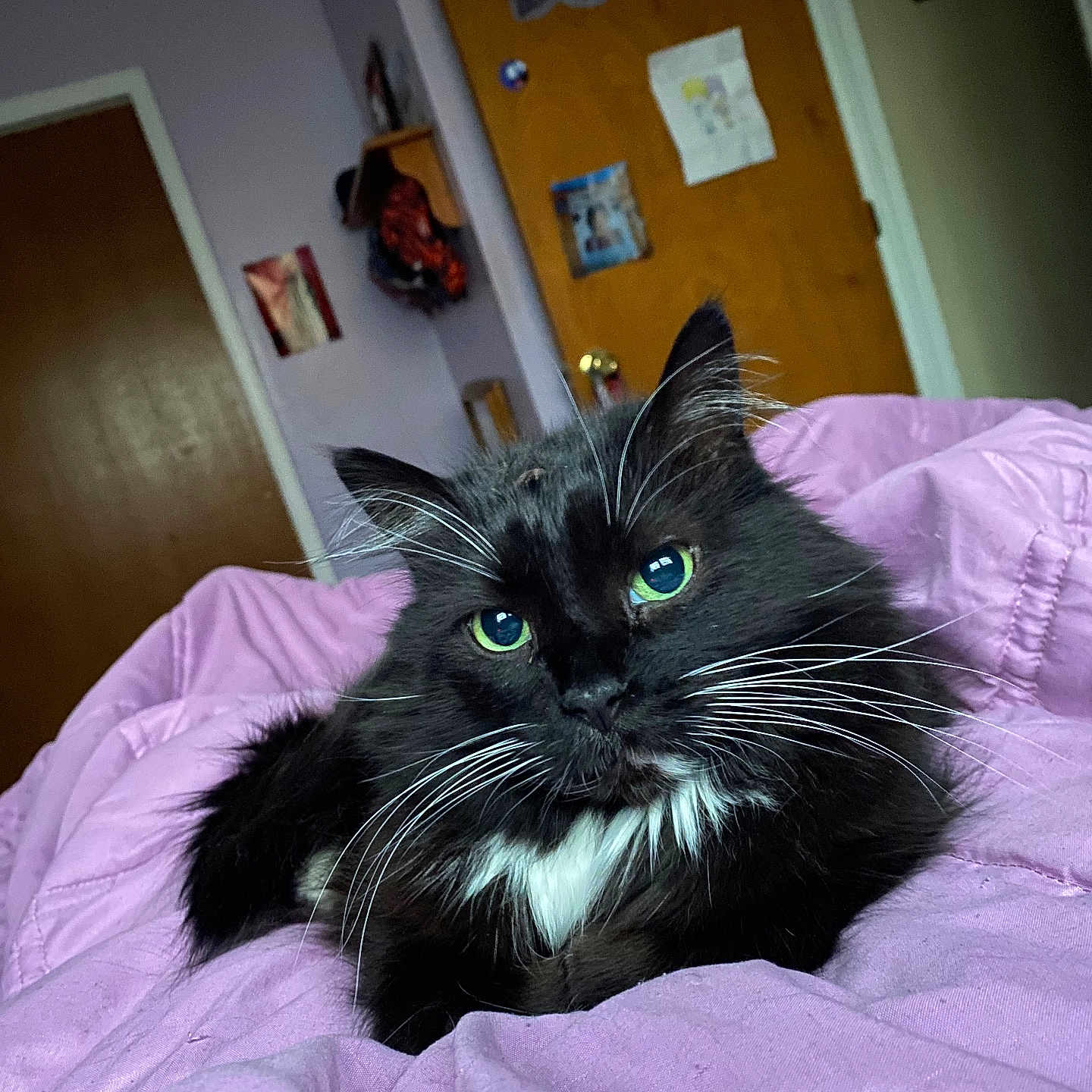 Julieanna joined the competition — help win amazing prizes! bedroom, black_cat, blanket, cat, cozy, cute, decorations, domestic_animal, door, feline, fur, green_eyes, indoor, pet, purple_blanket, relaxed, resting, wall, whiskers, white_fur
