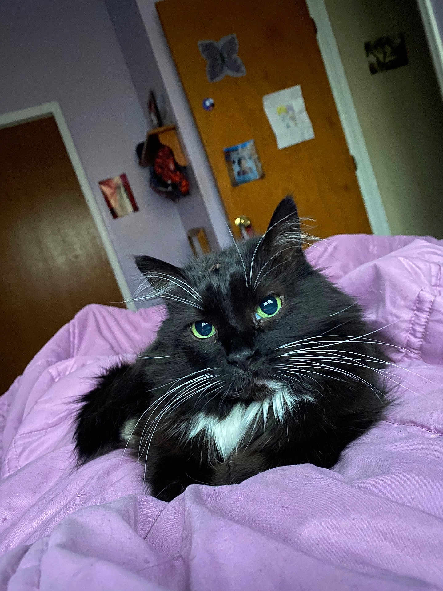 Julieanna joined the competition — help win amazing prizes! cat, black_cat, white_fur, green_eyes, pet, indoor, bedroom, blanket, purple_blanket, feline, whiskers, relaxed, cute, fur, domestic_animal, resting, cozy, door, wall, decorations