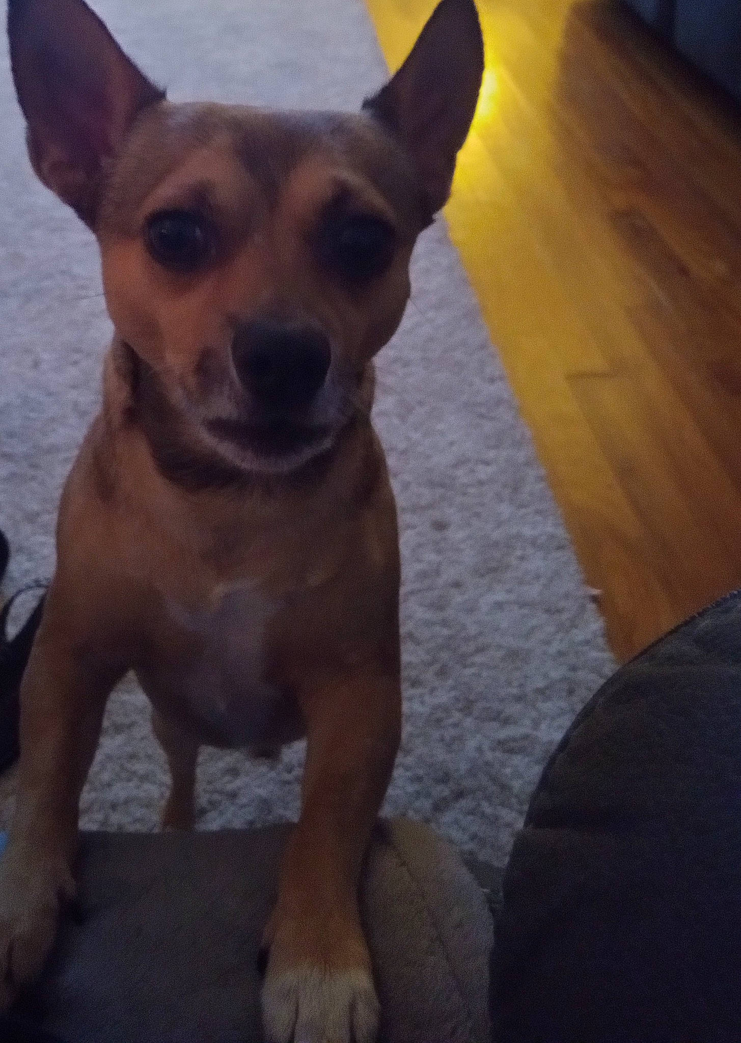 Sabian is registered to the contest to win money with this photo: canidae, carnivore, chihuahua, companion_dog, corgi_chihuahua, dog, dog_breed, ear, eye, fawn, flooring, fur, paw, snout, sporting_group, terrestrial_animal, toy_dog, whiskers, wood, working_animal