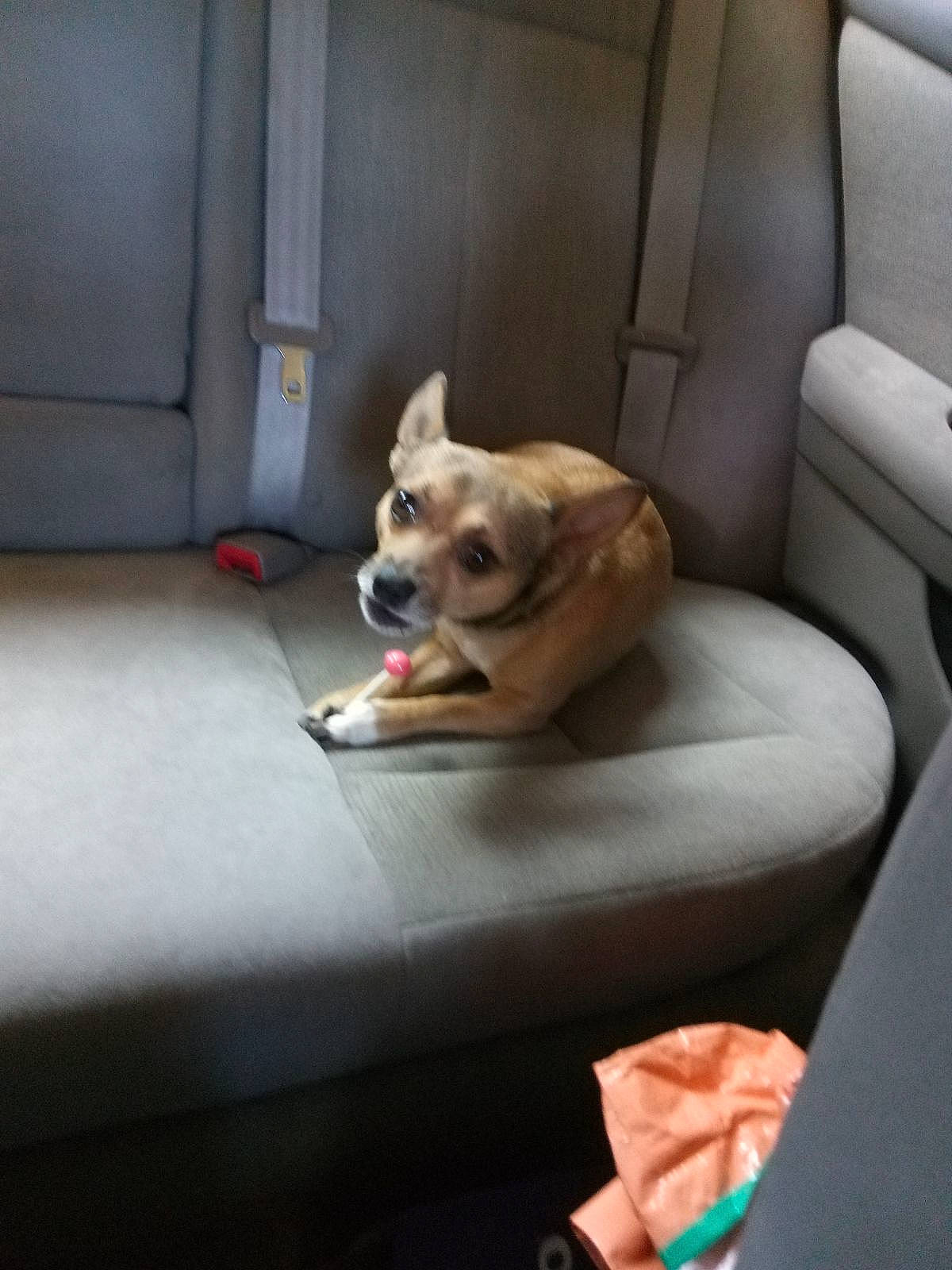 Sabian joined the competition — help win amazing prizes! auto_part, automotive_design, canidae, car_seat, car_seat_cover, carnivore, comfort, companion_dog, couch, dog, dog_breed, dog_supply, fawn, head_restraint, motor_vehicle, personal_luxury_car, sporting_group, toy_dog, vehicle, working_animal