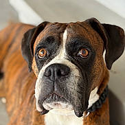 Babe joined the competition — help win amazing prizes! animal, boxer, brindle, brown_eyes, calm, canine, close_up, collar, companion, dog, domestic_animal, ears, focused, fur, indoor, looking_up, muzzle, pet, portrait, white_snout