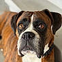 animal, boxer, brindle, brown_eyes, calm, canine, close_up, collar, companion, dog, domestic_animal, ears, focused, fur, indoor, looking_up, muzzle, pet, portrait, white_snout