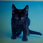 Josie joined the competition — help win amazing prizes! black_cat, kitten, animal, pet, feline, cute, young_cat, whiskers, ears, eyes, front_paw, tail, studio_shot, blue_background, portrait, curious, small, mammal, indoor, close_up