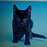 black_cat, kitten, animal, pet, feline, cute, young_cat, whiskers, ears, eyes, front_paw, tail, studio_shot, blue_background, portrait, curious, small, mammal, indoor, close_up