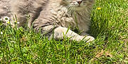 Yumi participe au concours pour gagner de l'argent avec cette photo : cat, grey_cat, fluffy, grass, outdoor, sunny, flowers, nature, pet, relaxed, animal, feline, greenery, summer, laying_down, whiskers, ears, muzzle, eyes, peaceful