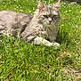 cat, grey_cat, fluffy, grass, outdoor, sunny, flowers, nature, pet, relaxed, animal, feline, greenery, summer, laying_down, whiskers, ears, muzzle, eyes, peaceful