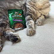 Yumi participe au concours pour gagner de l'argent avec cette photo : cat, tabby, gray_cat, pet, feline, indoor, food_packet, ultimacatfood, soft_surface, relaxed, whiskers, green_packaging, fur, paws, cute, domestic_cat, resting, closeup, household, comfortable