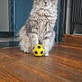 cat, fluffy, indoor, wooden_floor, toy, yellow_ball, black_spots, pet, animal, feline, sitting, playful, curious, domestic, cute, fur, whiskers, ears, paws, home