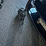 Batman is registered to the contest to win money with this photo: cat, gray_cat, carpet, indoor, furniture, decor, pinecones, wood, caster_wheel, floor, pet, animal, looking_up, curious, domestic_cat, mammal, whiskers, ears, four_legs, standing