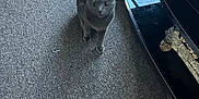Batman is registered to the contest to win money with this photo: cat, gray_cat, carpet, indoor, furniture, decor, pinecones, wood, caster_wheel, floor, pet, animal, looking_up, curious, domestic_cat, mammal, whiskers, ears, four_legs, standing