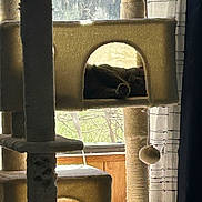 Batman joined the competition — help win amazing prizes! cat, cat_tree, window, curtains, sunlight, indoor, pet, feline, sleeping, cozy, plush, carpeted, cubby, toy_ball, wood_panel, nature_outside, relaxing, shadow, home, quiet