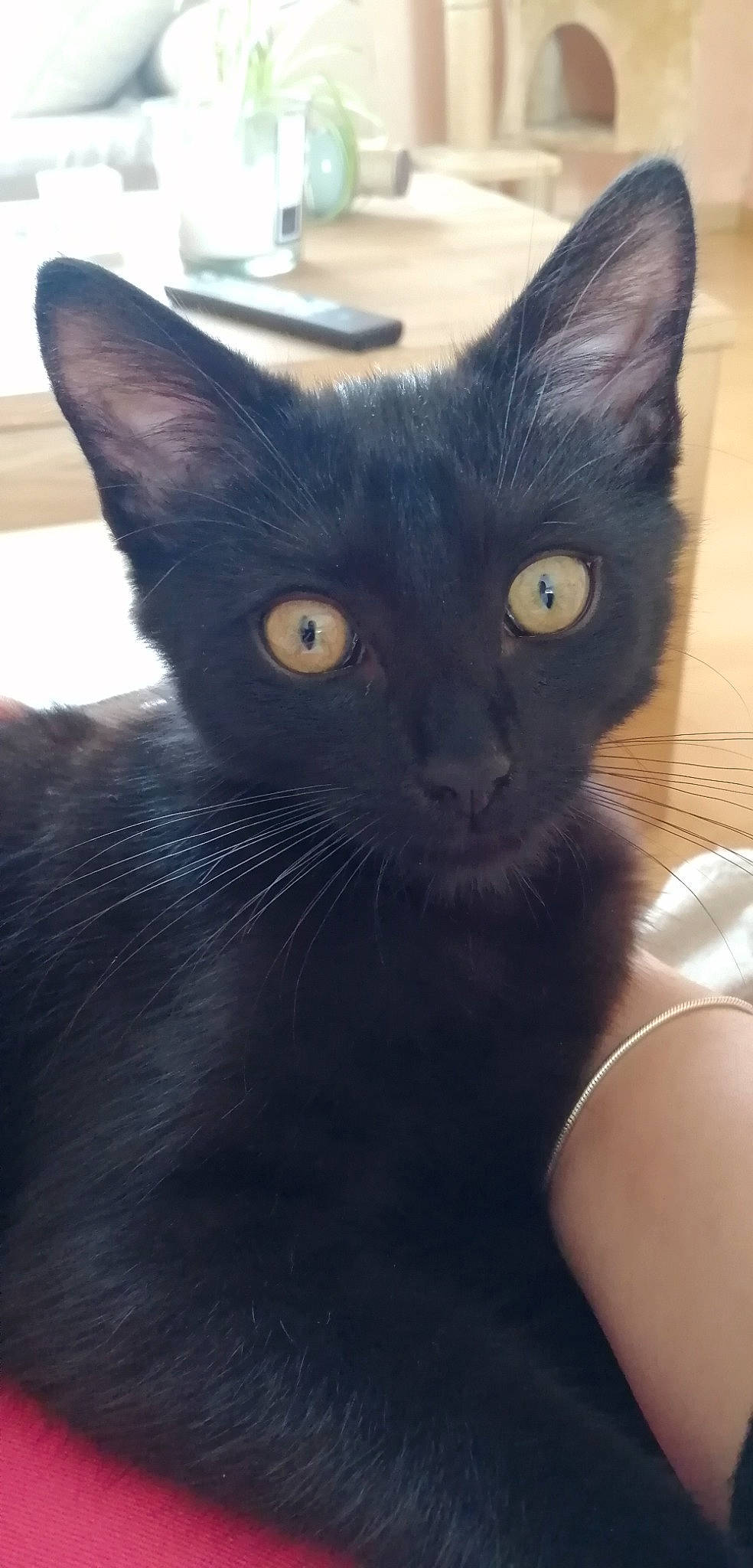 Titou participe au concours pour gagner de l'argent avec cette photo : bombay, carnivore, cat, comfort, domestic_short_haired_cat, electric_blue, felidae, fur, iris, small_to_medium_sized_cats, whiskers