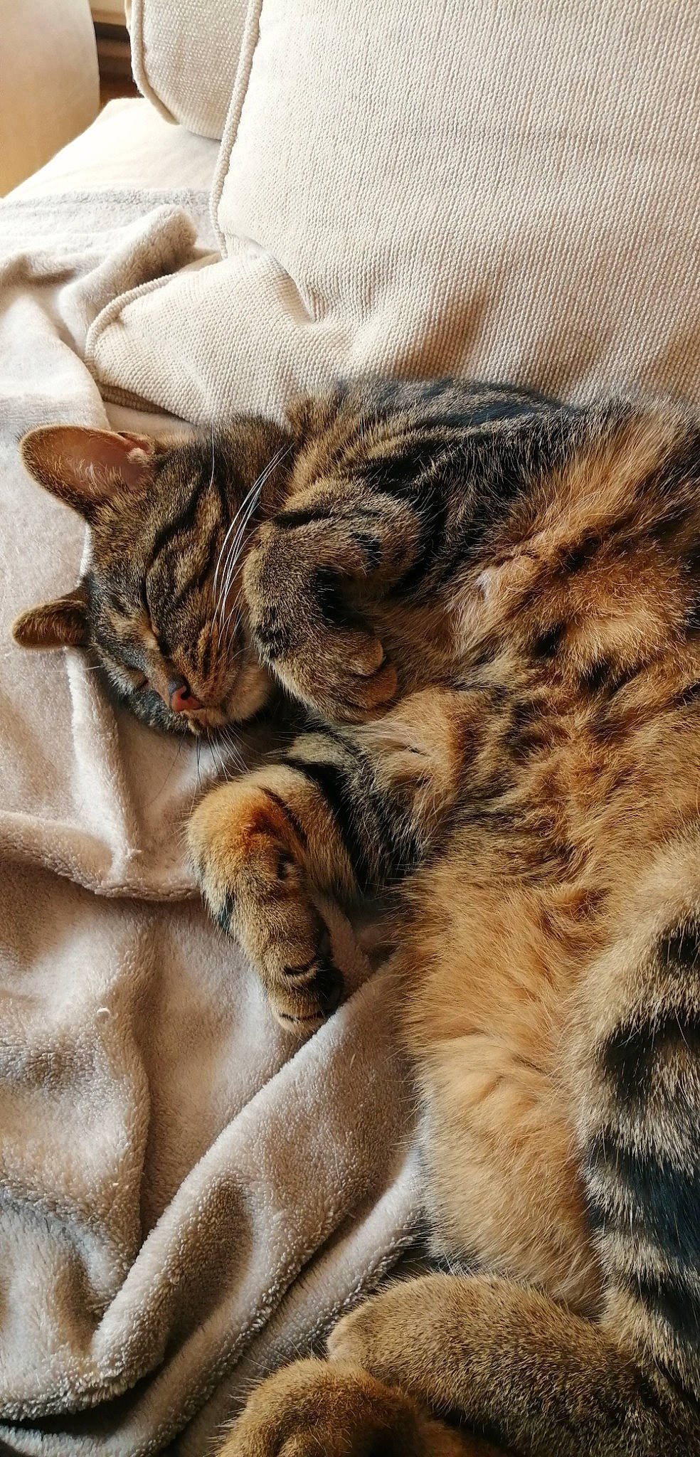 Loulou a rejoint le concours — aidez-le/la à gagner de superbes lots ! big_cats, carnivore, cat, claw, comfort, domestic_short_haired_cat, ear, eye, fawn, felidae, fur, nap, paw, sleep, small_to_medium_sized_cats, snout, tail, terrestrial_animal, whiskers, wildlife