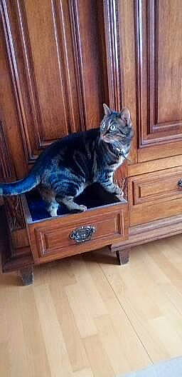 Loulou participe au concours pour gagner de l'argent avec cette photo : carnivore, cat, chair, comfort, domestic_short_haired_cat, felidae, floor, flooring, fur, hardwood, laminate_flooring, room, small_to_medium_sized_cats, tail, varnish, whiskers, window, wood, wood_flooring, wood_stain