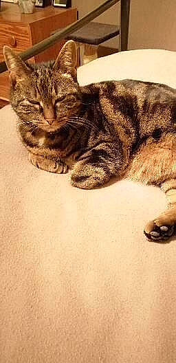 Loulou participe au concours pour gagner de l'argent avec cette photo : carnivore, cat, claw, domestic_short_haired_cat, fawn, felidae, flooring, fur, military_camouflage, paw, sitting, small_to_medium_sized_cats, snout, tail, terrestrial_animal, tree, whiskers, wildlife, window, wood