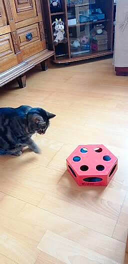 Loulou a rejoint le concours — aidez-le/la à gagner de superbes lots ! blue, carnivore, cat, companion_dog, dice, dice_game, dog_breed, felidae, floor, flooring, hardwood, indoor_games_and_sports, laminate_flooring, living_room, picture_frame, small_to_medium_sized_cats, tail, whiskers, wood, wood_stain