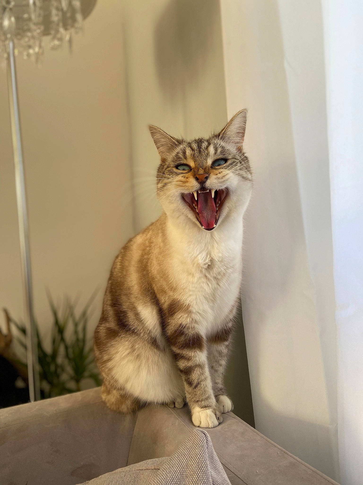 Nestor a rejoint le concours — aidez-le/la à gagner de superbes lots ! carnivore, cat, comfort, domestic_short_haired_cat, door, eye, fang, fawn, felidae, foot, fur, paw, plant, small_to_medium_sized_cats, snout, tail, terrestrial_animal, whiskers, window, wood