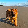 dog, chow_chow, beach, sand, ocean, sky, clouds, sunlight, pet, canine, walking, fur, outdoor, nature, animal, summer, daytime, shore, water, playful