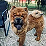 dog, chow_chow, fluffy, tongue_out, pet, outdoor, patio, stone_floor, fence, garden, blurred_background, black_chair, tail_curled, canine, animal, friendly, standing, tongue, fur, ears