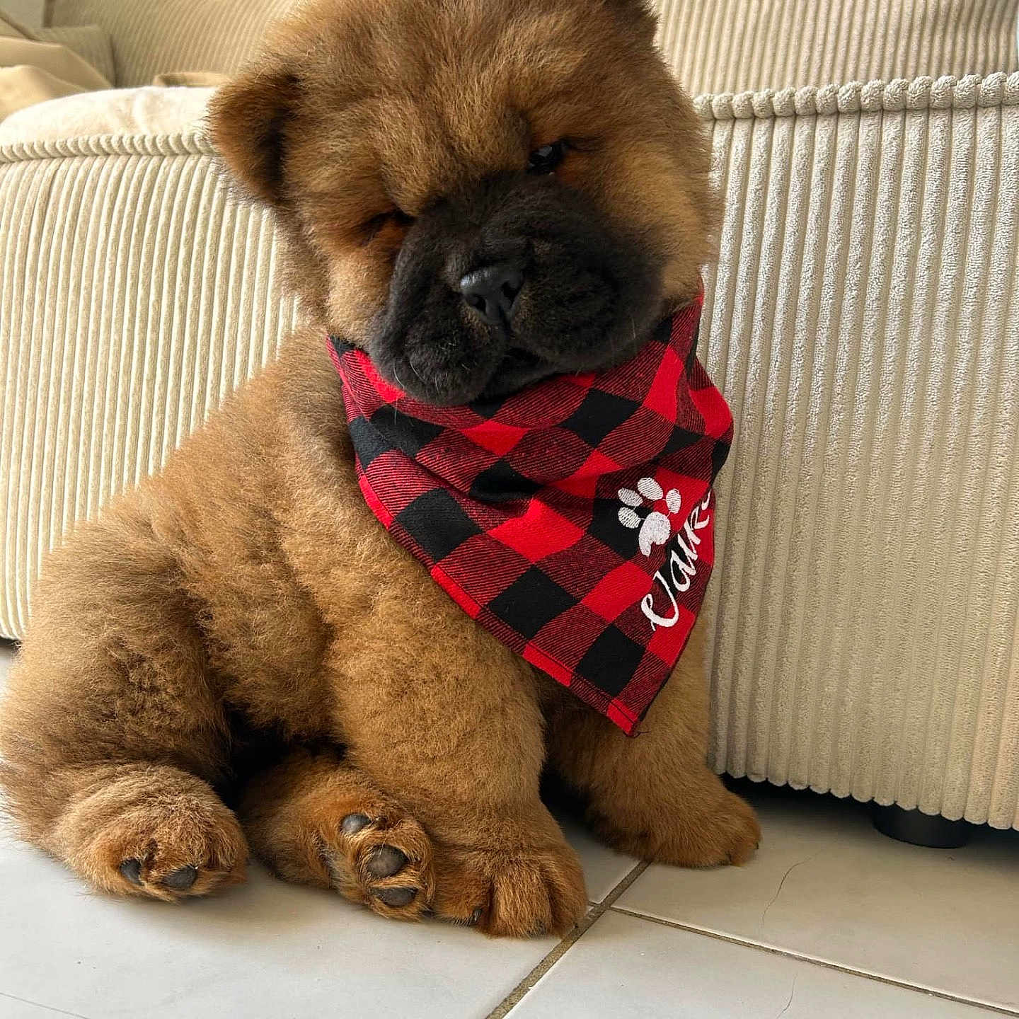 Vaïko participe au concours pour gagner de l'argent avec cette photo : animal, bandana, beige_couch, black_and_red, chow_chow, companion, couch, cute, dog, floor, fluffy, fur, indoors, paw, pet, puppy, red_bandana, sitting, small_dog, tile_floor