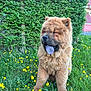 dog, puppy, chow_chow, blue_tongue, grass, yellow_flowers, garden, outdoor, greenery, cute, fluffy, pet, animal, canine, summer, nature, happy, sitting, young, adorable