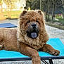 dog, chow_chow, pet_bed, outdoor, sunny, tongue_out, fluffy, relaxed, animal, canine, fur, paw, resting, garden, backyard, blue, bench, close_up, mammal, cute
