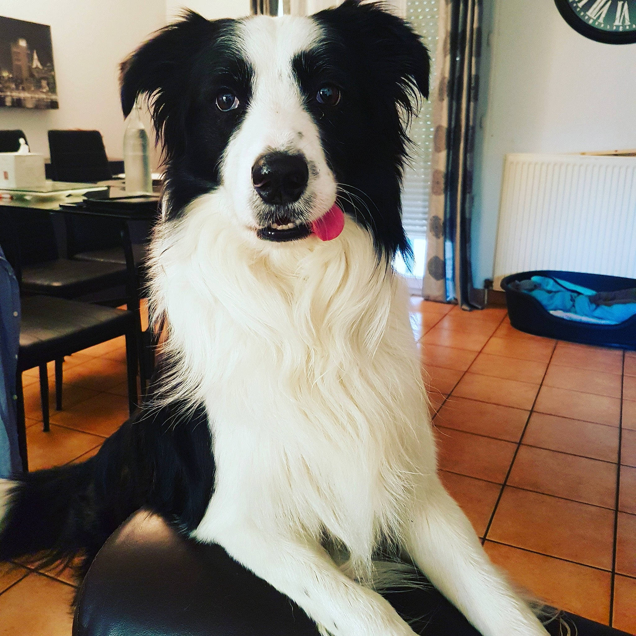 Lol a rejoint le concours — aidez-le/la à gagner de superbes lots ! australian_collie, australian_shepherd, ball, border_collie, canidae, carnivore, chair, companion_dog, dog, dog_breed, dog_supply, flooring, fur, herding_dog, picture_frame, smile, snout, sporting_group, whiskers, working_dog