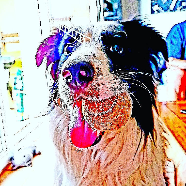 Lol participe au concours pour gagner de l'argent avec cette photo : art, canidae, carnivore, companion_dog, dog, dog_breed, dog_collar, drawing, fur, happy, illustration, leash, paint, painting, snout, sporting_group, terrier, visual_arts, water_dog, working_animal