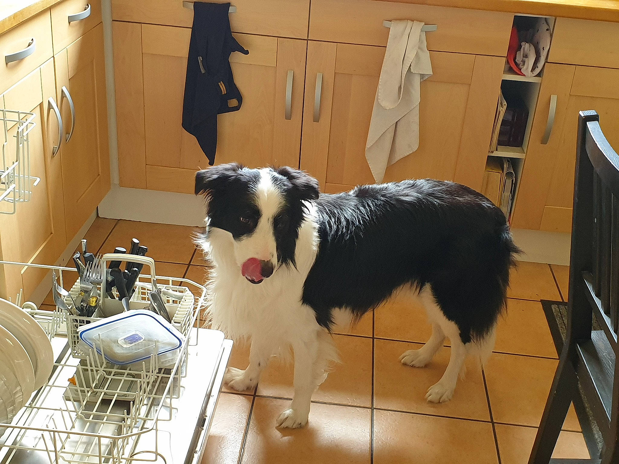 Lol participe au concours pour gagner de l'argent avec cette photo : border_collie, cabinetry, canidae, carnivore, chest_of_drawers, collar, companion_dog, dishwasher, dog, dog_breed, floor, flooring, fur, herding_dog, pet_supply, snout, sporting_group, tail, wood, working_animal