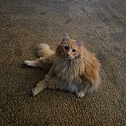 Otis joined the competition — help win amazing prizes! carpet, cat, curious, cute, ears, fluffy, fur, furniture_leg, home_interior, indoor, long_hair, looking_at_camera, orange_cat, paws, pet, portrait, rug, sitting, tail, whiskers