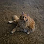 carpet, cat, curious, cute, ears, fluffy, fur, furniture_leg, home_interior, indoor, long_hair, looking_at_camera, orange_cat, paws, pet, portrait, rug, sitting, tail, whiskers