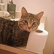 Bubba joined the competition — help win amazing prizes! animal, bathroom, cat, close_up, counter, curious, domestic_animal, ears, faucet, feline, fur, indoor, mirror, pet, sink, soap_dispenser, tabby, toilet_paper, wall_outlet, whiskers
