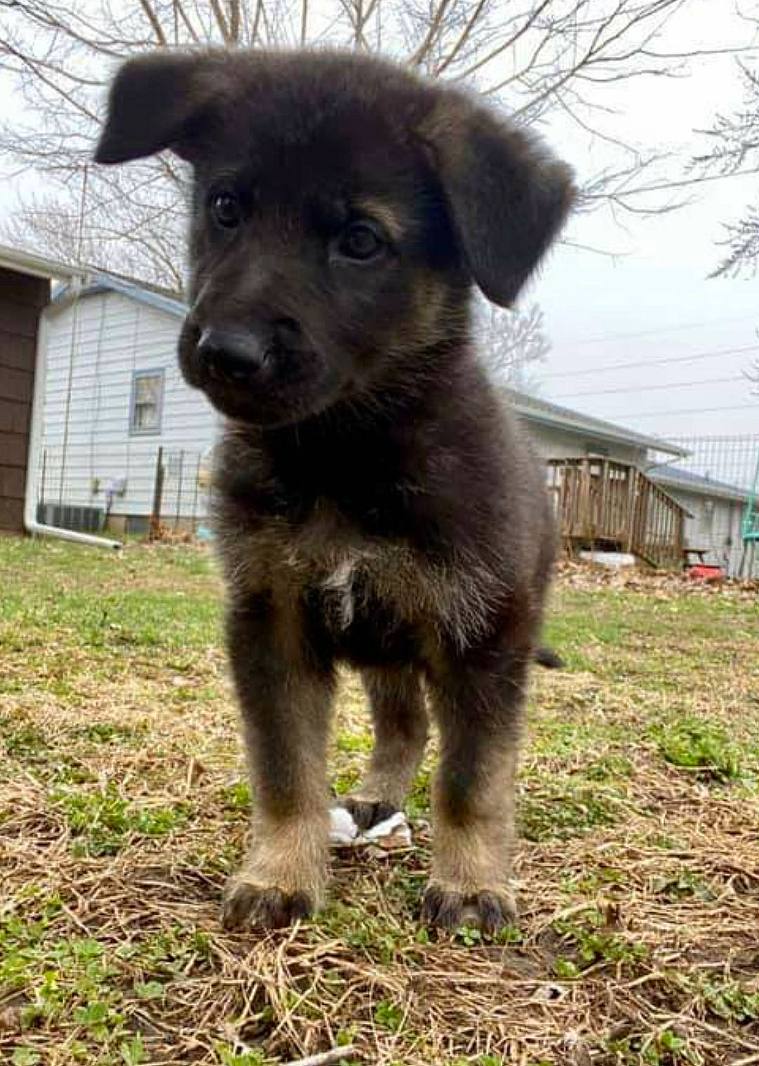 Willow is registered to the contest to win money with this photo: canidae, carnivore, dog, dog_breed, mammal, puppy, rare_breed_dog, snout, sporting_group, street_dog, vertebrate