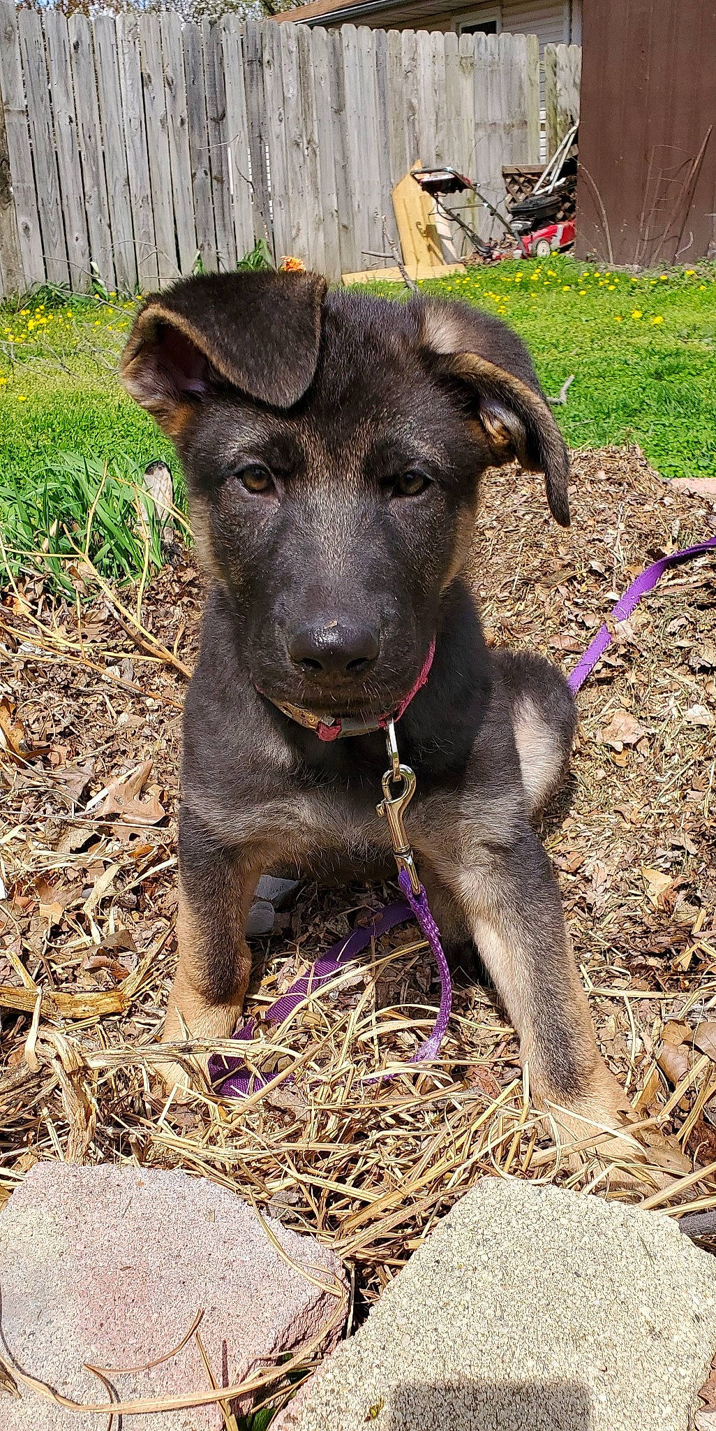 Willow joined the competition — help win amazing prizes! canidae, carnivore, dog, dog_breed, gladiolus, mammal, mountain_cur, patterdale_terrier, plant, puppy, rare_breed_dog, snout, sporting_group