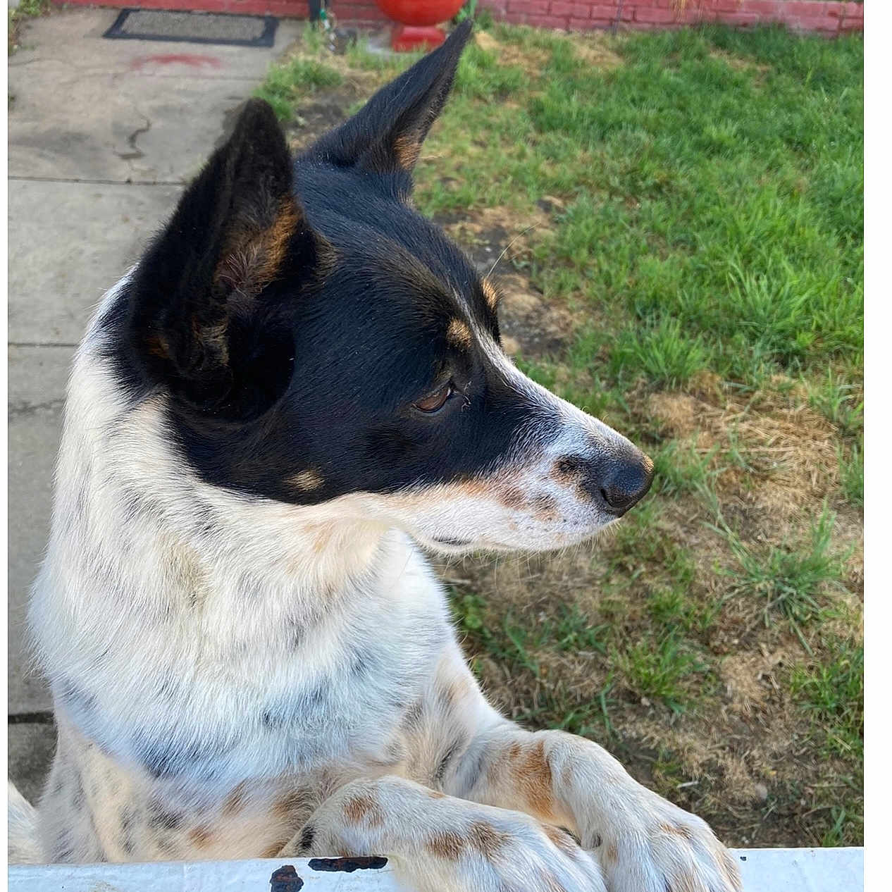 Shasta joined the competition — help win amazing prizes! accessories, animal, ball, brick, canine, collie, dog, grass, hound, husky, lawn, nature, outdoors, person, pet, plant, pointer, puppy, strap, yard