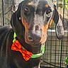 animal, black_and_tan, bow_tie, canine, close_up, collar, cute, doberman, dog, domestic_animal, ears, expression, fence, looking_at_camera, muzzle, outdoor, pet, pet_accessory, portrait, sunlight