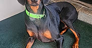 Jaxson joined the competition — help win amazing prizes! alert, animal, black_coat, canine, carpet, companion, doberman, dog, domestic, door, ears, floor, green_collar, indoor, lying_down, paw, pet, pet_accessory, resting, tan_markings