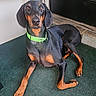 alert, animal, black_coat, canine, carpet, companion, doberman, dog, domestic, door, ears, floor, green_collar, indoor, lying_down, paw, pet, pet_accessory, resting, tan_markings