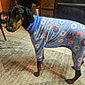 Jaxson joined the competition — help win amazing prizes! animal, appliance, black_dog, brown_markings, canine, cozy, curious, doberman, dog, domestic, donut_pattern, furniture, home, indoor, kitchen, pajamas, pet_clothing, rug, standing, tile_floor