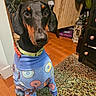 Jaxson is registered to the contest to win money with this photo: animal, attentive, canine, clothing, collar, cozy, cute, decor, doberman, dog, donut_pattern, floor, furniture, indoor, lamp, pajamas, pet, portrait, rug, wood_floor