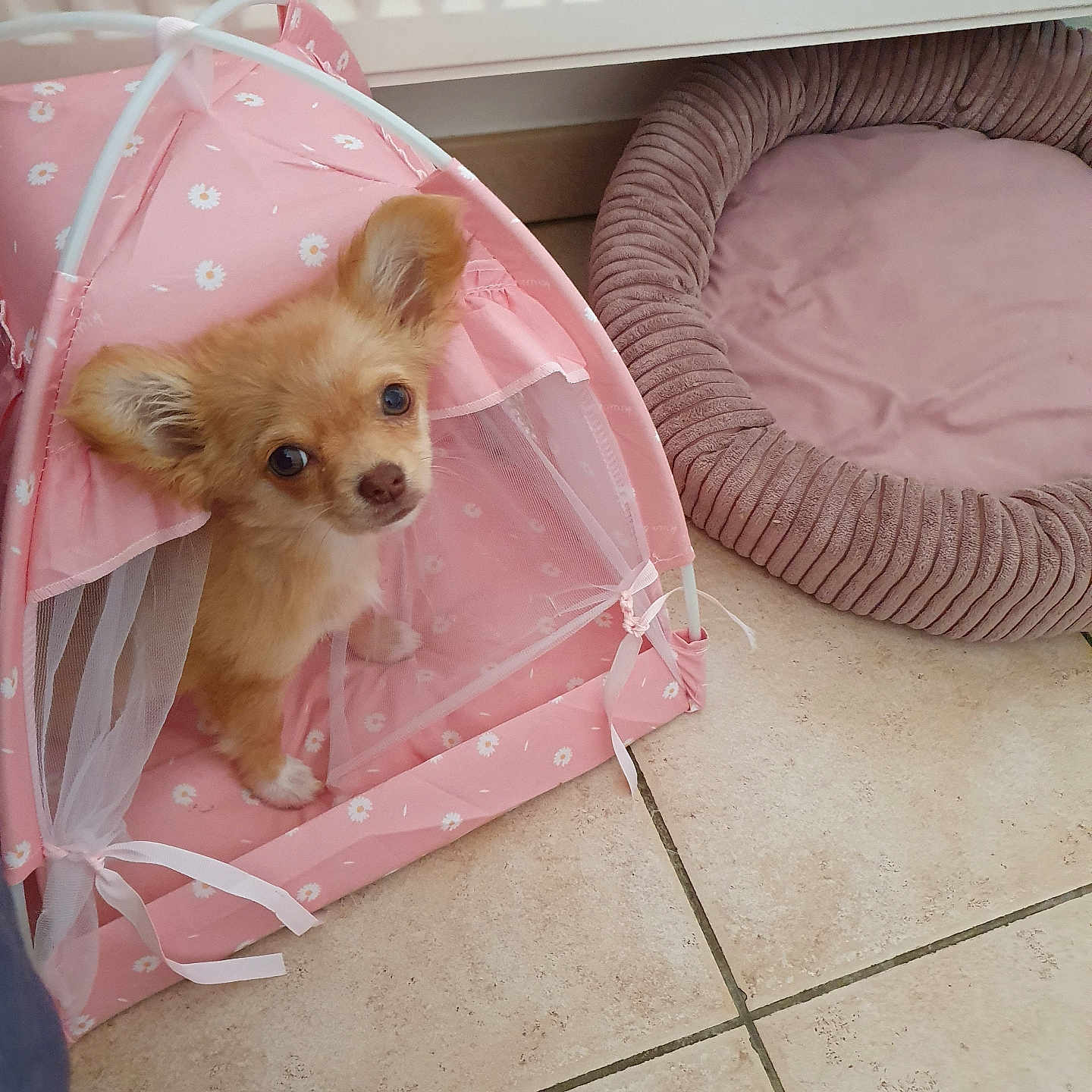 Alba a rejoint le concours — aidez-le/la à gagner de superbes lots ! adorable, animal, cozy, curious, cute, dog, dog_bed, domestic, floor_tiles, fluffy, home, indoor, looking_up, pet, pet_accessory, pink_tent, play_tent, puppy, small_dog, young_dog