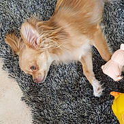 Jocelyne Gransart a rejoint le concours — aidez-le/la à gagner de superbes lots ! dog, pet, lying_down, fur, ears, toy, rug, indoor, animal, cute, relaxed, brown, small_dog, floor, playful, domestic_animal, canine, companion, resting, cozy