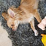 dog, pet, lying_down, fur, ears, toy, rug, indoor, animal, cute, relaxed, brown, small_dog, floor, playful, domestic_animal, canine, companion, resting, cozy