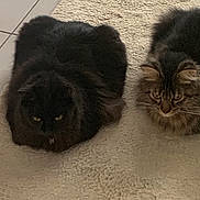 Mathlouthi Caplet participe au concours pour gagner de l'argent avec cette photo : animal, black_cat, carpet, cat, cats, cute, domestic, ears, eyes, feline, floor, fluffy, fur, indoor, loaf, pair, pet, resting, tabby, whiskers