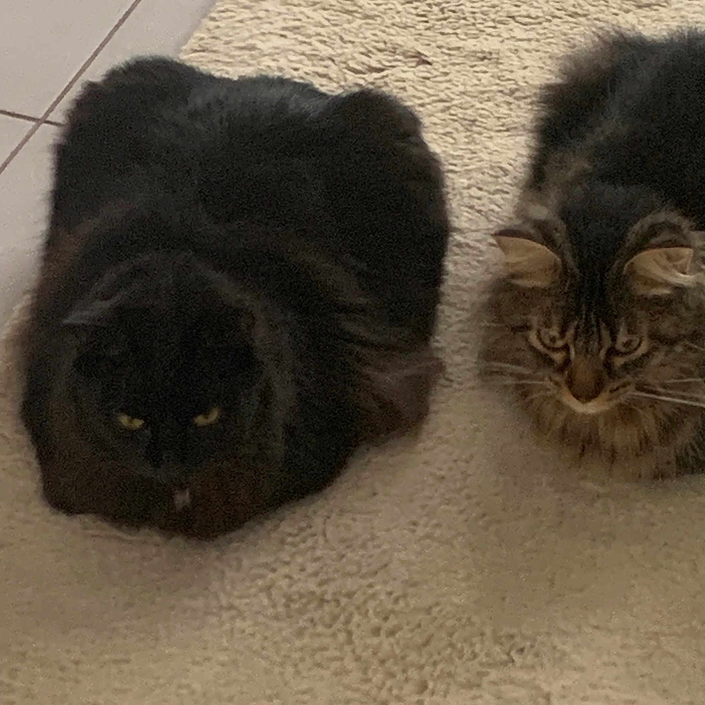 Mathlouthi Caplet participe au concours pour gagner de l'argent avec cette photo : animal, black_cat, carpet, cat, cats, cute, domestic, ears, eyes, feline, floor, fluffy, fur, indoor, loaf, pair, pet, resting, tabby, whiskers