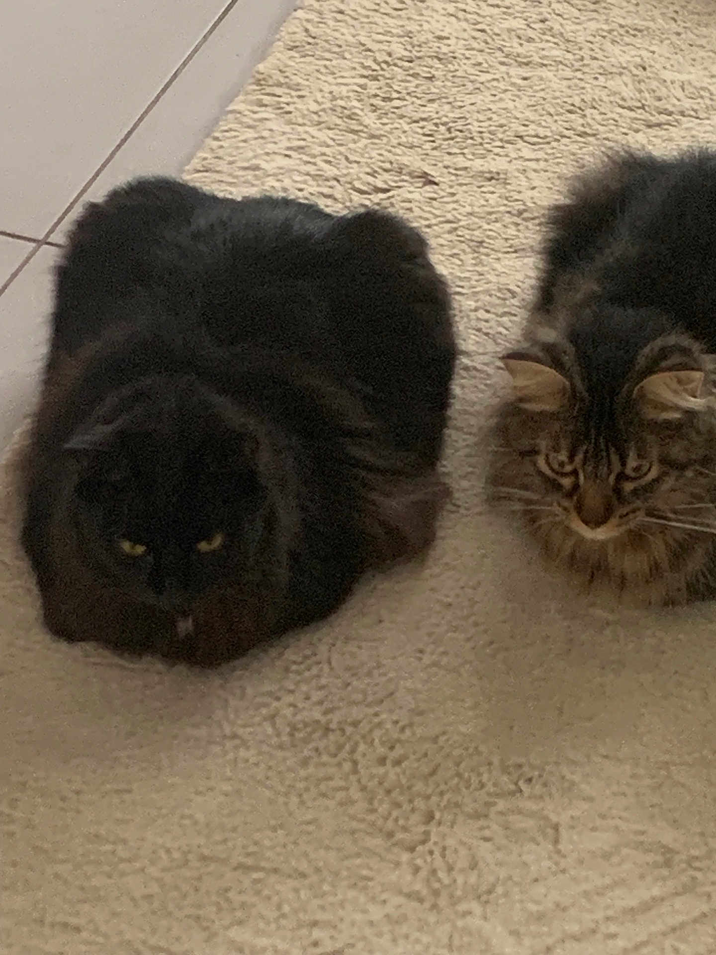 Mathlouthi Caplet participe au concours pour gagner de l'argent avec cette photo : animal, black_cat, carpet, cat, cats, cute, domestic, ears, eyes, feline, floor, fluffy, fur, indoor, loaf, pair, pet, resting, tabby, whiskers