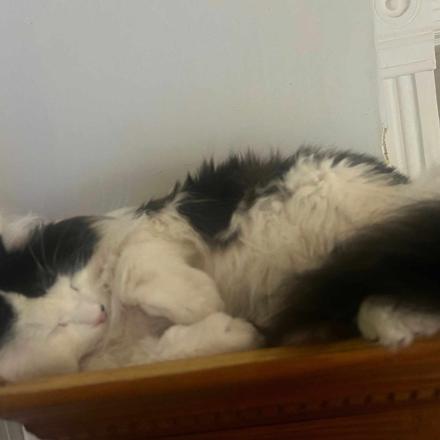 Buddy is registered to the contest to win money with this photo: cat, sleeping, black_and_white, fluffy, pet, indoor, feline, resting, wooden_surface, relaxed, cozy, animal, whiskers, paw, fur, cute, domestic, quiet, peaceful, home