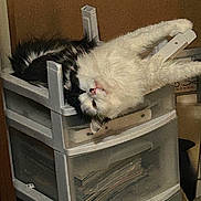 Buddy joined the competition — help win amazing prizes! cat, fluffy, black_and_white, upside_down, plastic_drawer, furniture, relaxed, indoor, pet, sleeping, funny_pose, limbs, household, storage, drawer_unit, resting, domestic_cat, cute, animal, fur